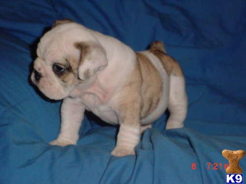 English Bulldog Puppies